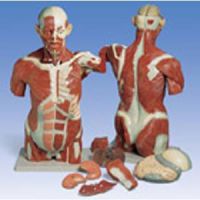 Muscle Torso 27 Part