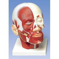 Head Musculature