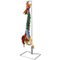Muscle Spine With Disorders With Stand