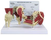  Mini Muscled Joint Set