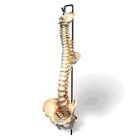 Model Full Spine And Femur Heads W/Stand