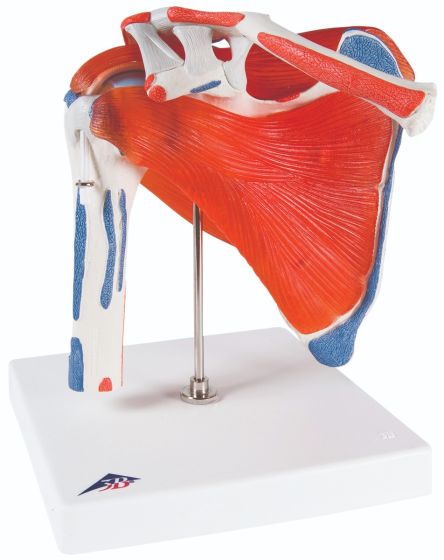 Anatomical model: shoulder joint w/rotator cuff