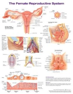 Female Reproductive System Anatomical Chart Laminated 20x26