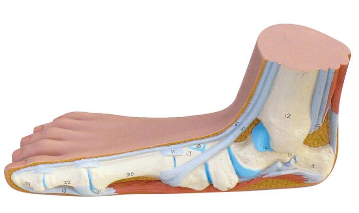 3B® Flat Foot Model