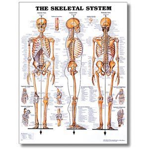 Skeletal System Poster 20 X 26 Styrene