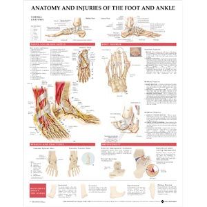 Foot And Ankle Chart, 20 X 26 Styrene
