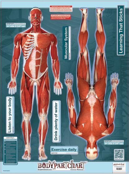 Bodypart Chart Muscles Front and Rear View- Wall Decal