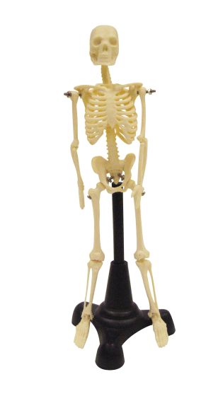Petite Pete Skeleton