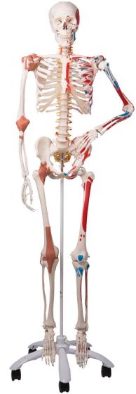  Super Human Skeleton Model Sam with Pelvic Roller Stand
