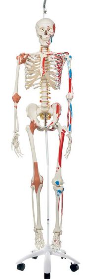 Sam The Super Skeleton W/ Hanging Stand