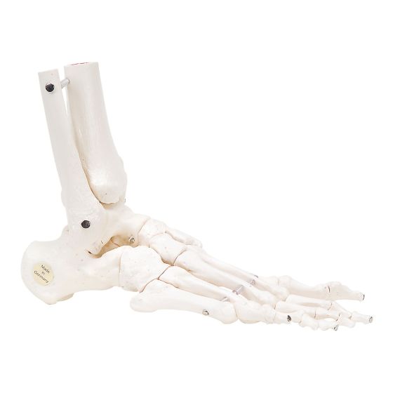 Right Flexible Foot & Ankle Skeleton