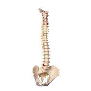 Flexible Spinal Column Female