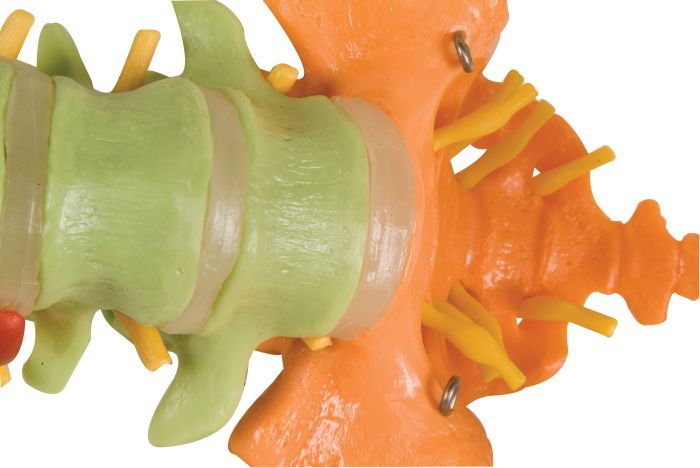 Didactic Spine W/ Femur Heads