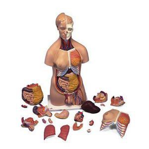 Deluxe Dual Sex Torso - 20 Part