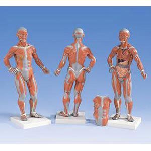 Muscle Model 1/4 Full Size