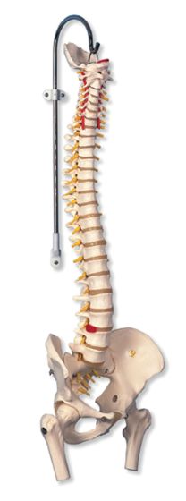 Highly Flexible Spine Model With Femur Heads