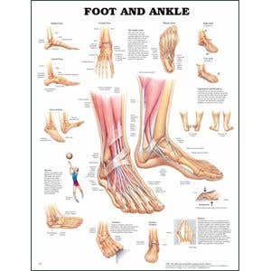 Anatomy Chart Poster