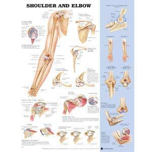 Shoulder/Elbow Poster 20 X 26 Styrene