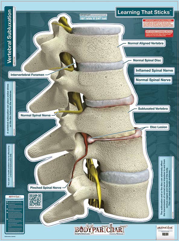 Bodypart Chart Sublixation Labeled Wall Decal