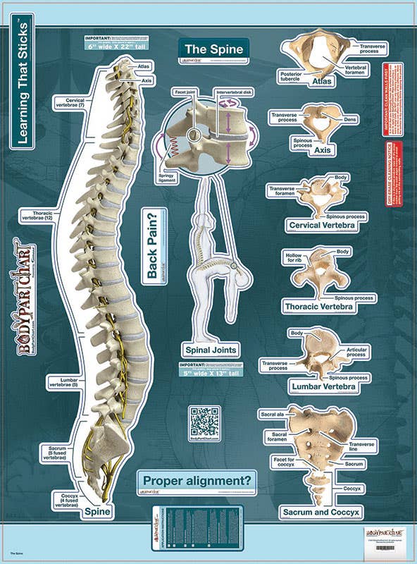 BodyPart Chart Spine-Labeled Wall Decal