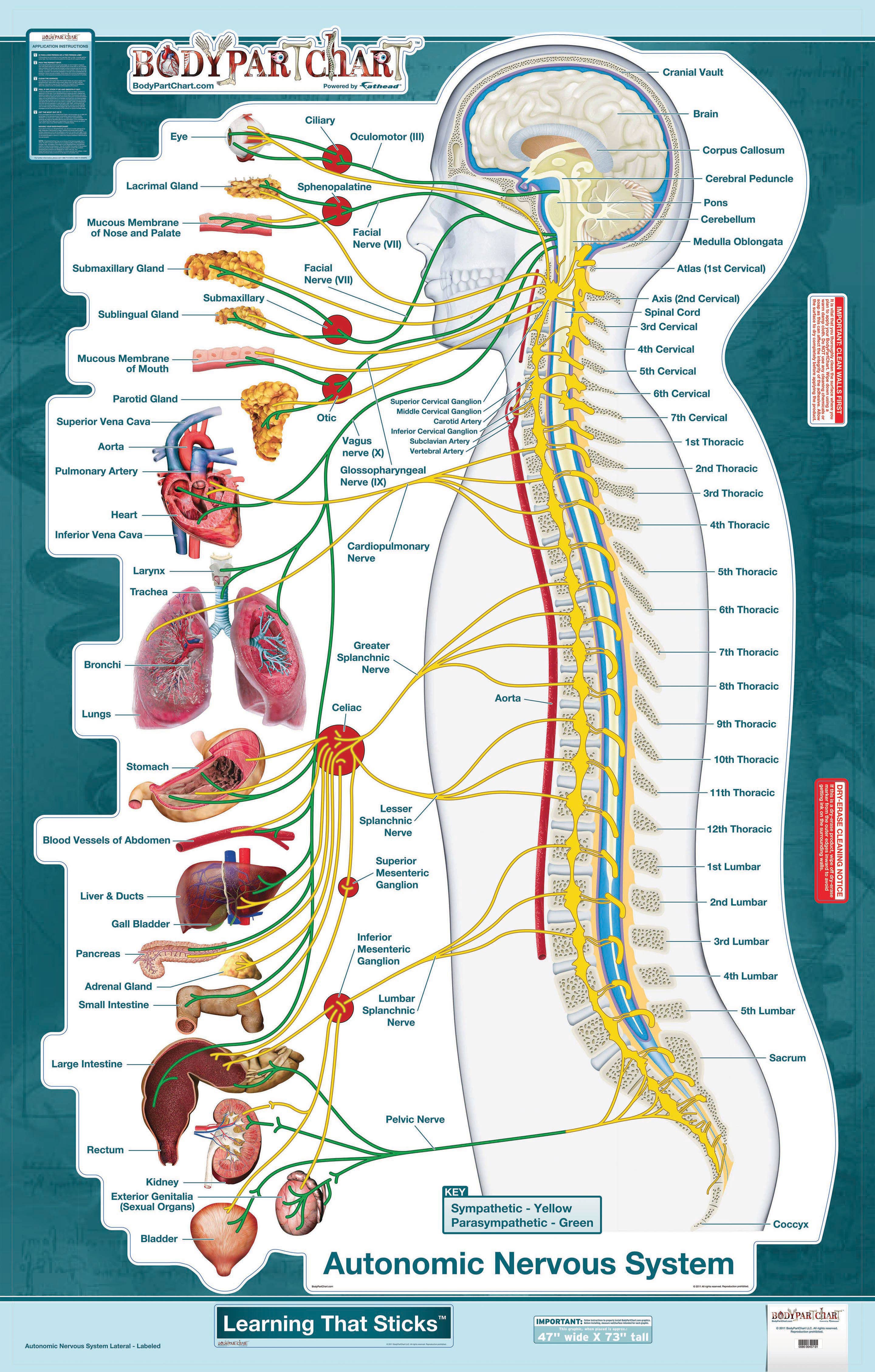 BodyPart Chart Autonomic Nervous System-Wall Decal