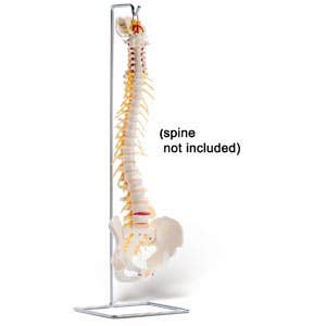 Stand For Full Spine