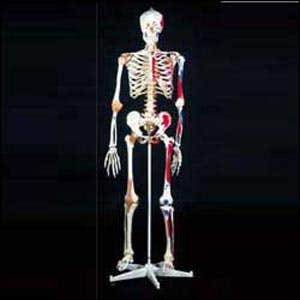 3B Scientific Mr. Superskeleton Complete Skeleton Model