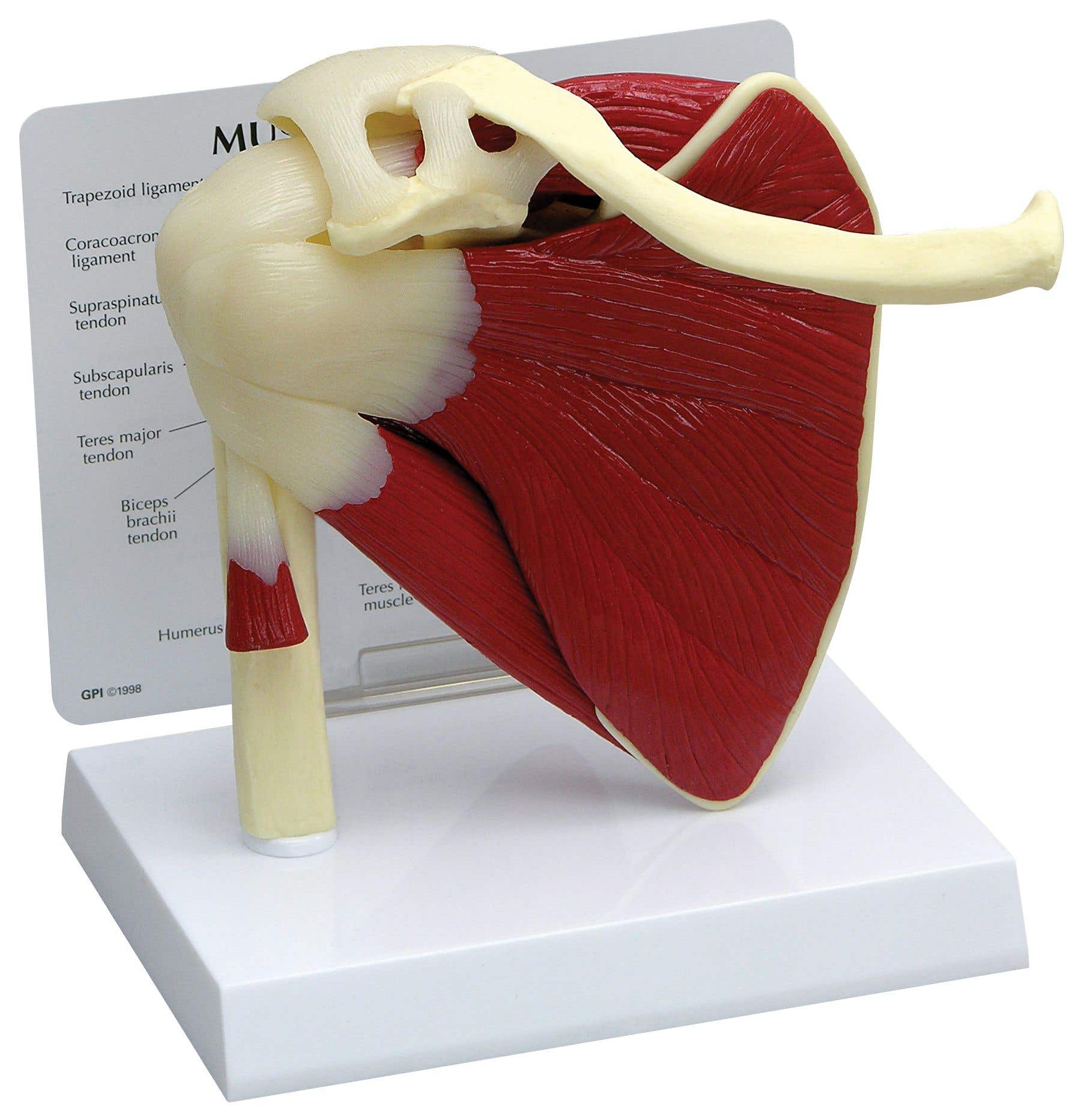 Shoulder Model with Muscles And Key