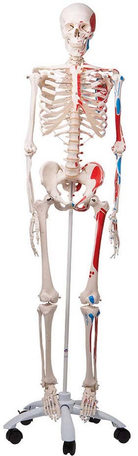Max-The Muscle Skeleton W/Pelvic Roller Stand