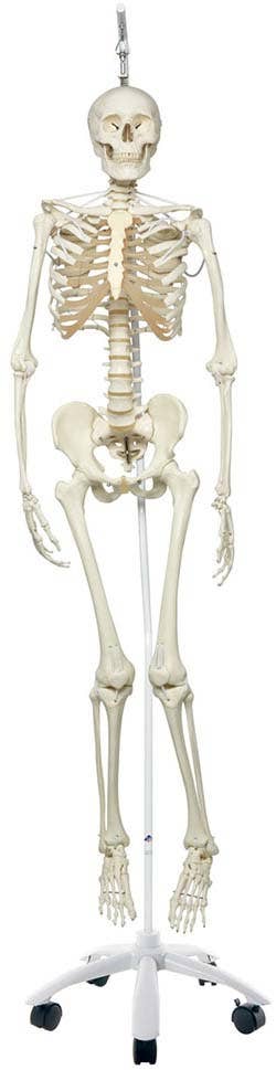 The Functional Skeleton On Hanging Stand, Frank