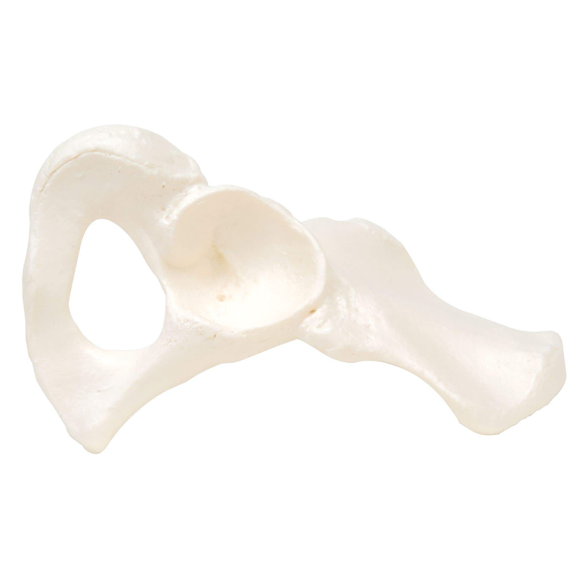 Hip Bone, Right
