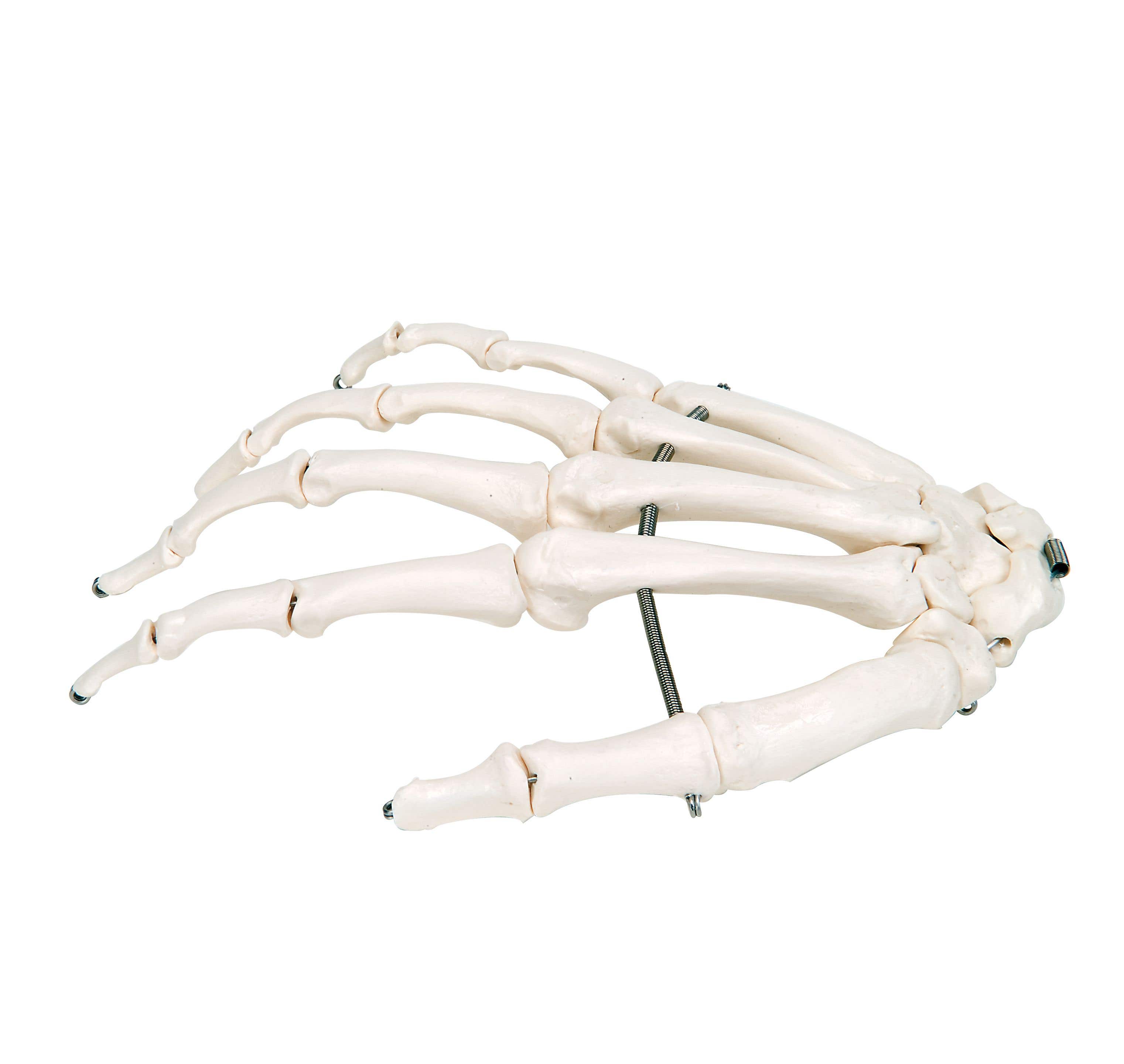 American 3b Scientific Human Hand Skeleton Model - Right Hand