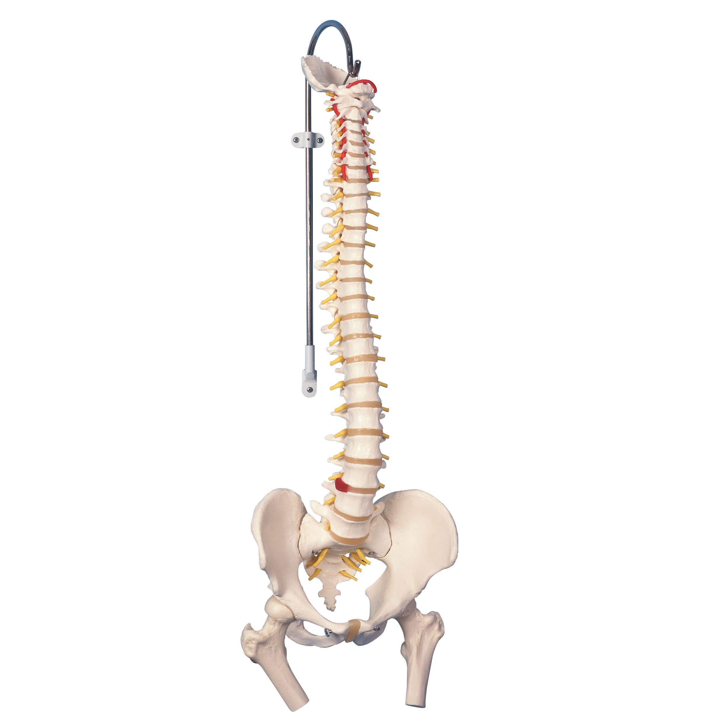 Spine Model - Spinal Column, Vertebral ColumnFemoral Heads