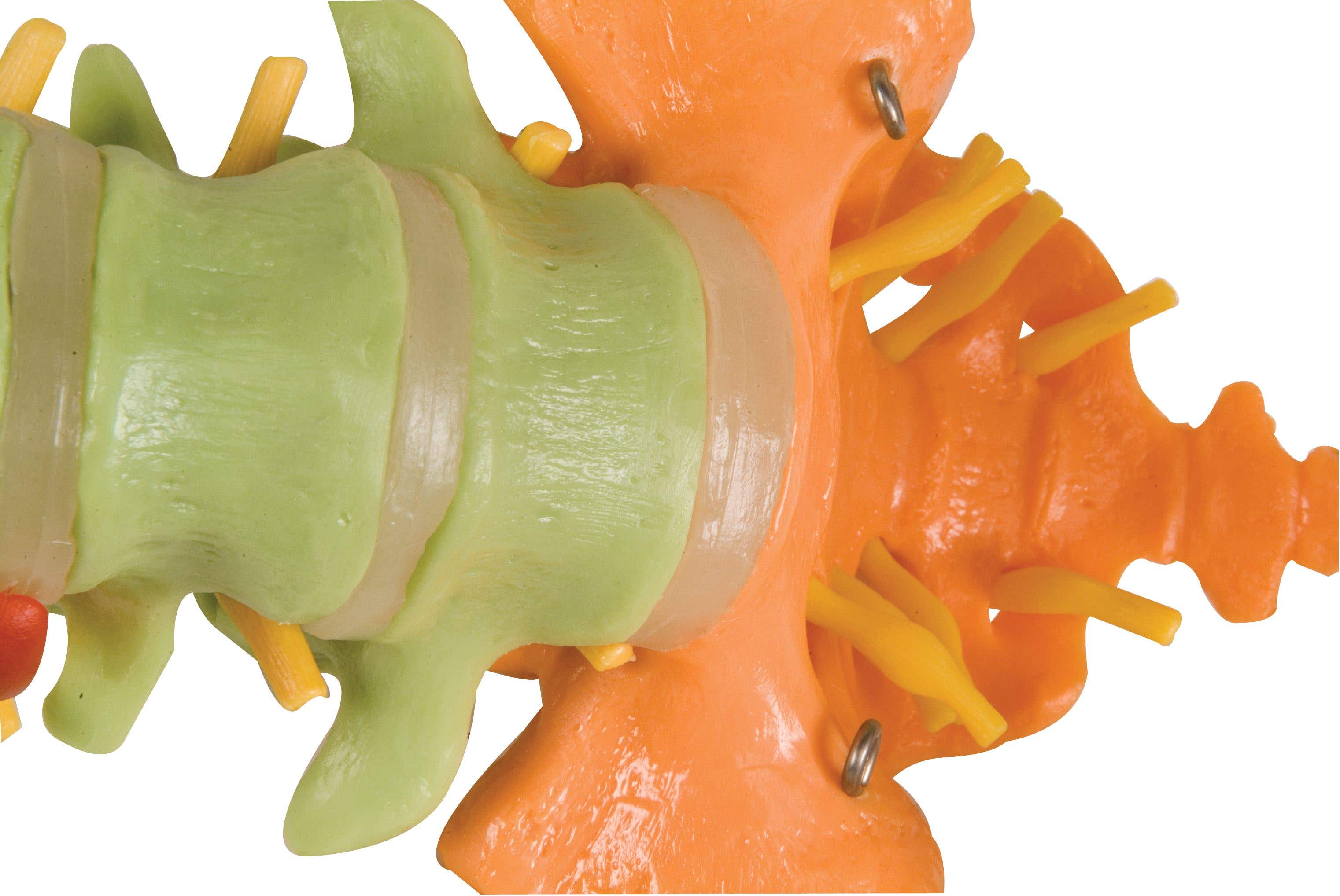 Didactic Spine W/ Femur Heads