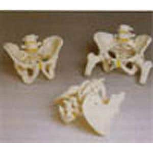 3b Scientific Male Pelvic Skeleton Model