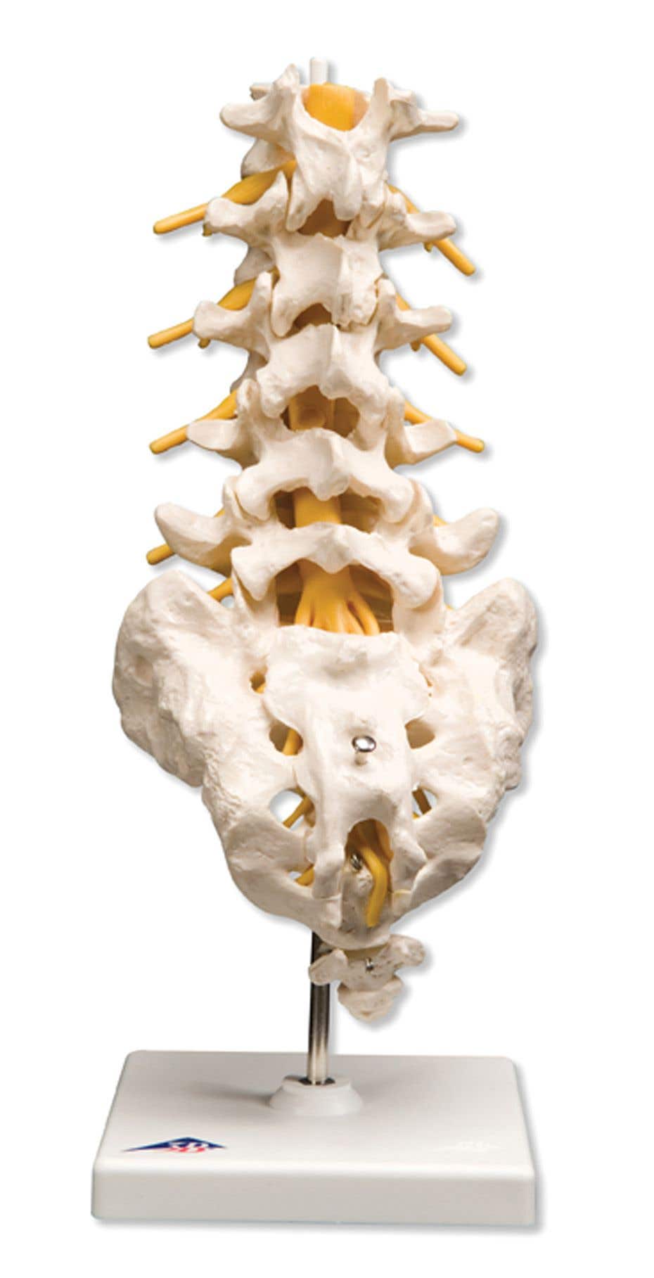 Lumbar Spinal Column Model with Stand