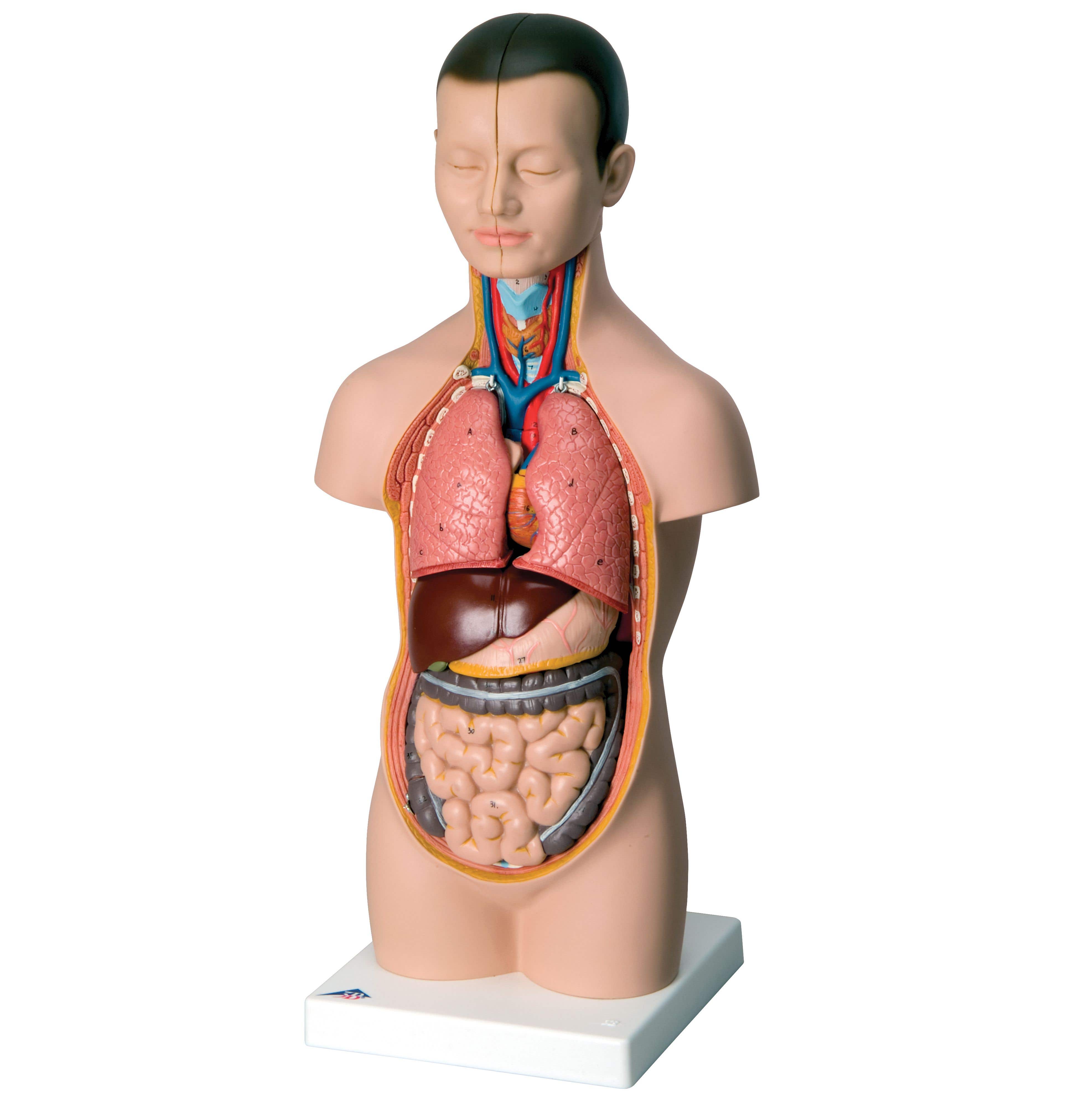 Mini Torso - 12 Part