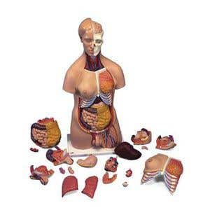 Deluxe Dual Sex Torso - 20 Part