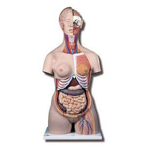 Deluxe Dual Sex Torso With Opened Back - 28 Part