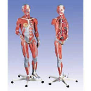 Dual Sex Muscular Figure