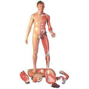 Dual Sex Lifesize 39 Part Human Model