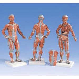 Muscle Model 1/4 Full Size
