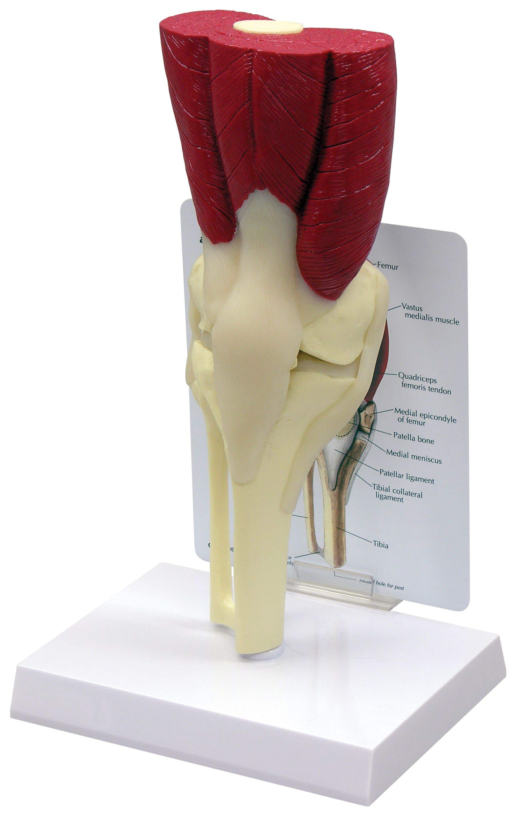 GPI Anatomicals Muscled Knee Model