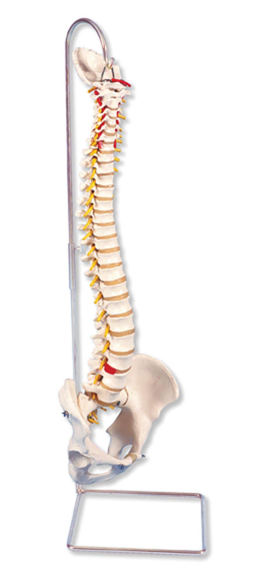 Highly Flexible Spine Model