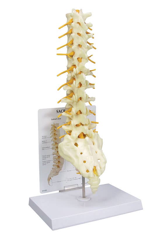  Sacrum T8 Spine Model